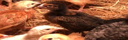 Chickens poultry for sale: Happy, healthy, sexed pullet chicks. - Advert 3