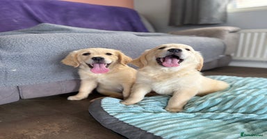 Golden Retriever dogs - Advert 1
