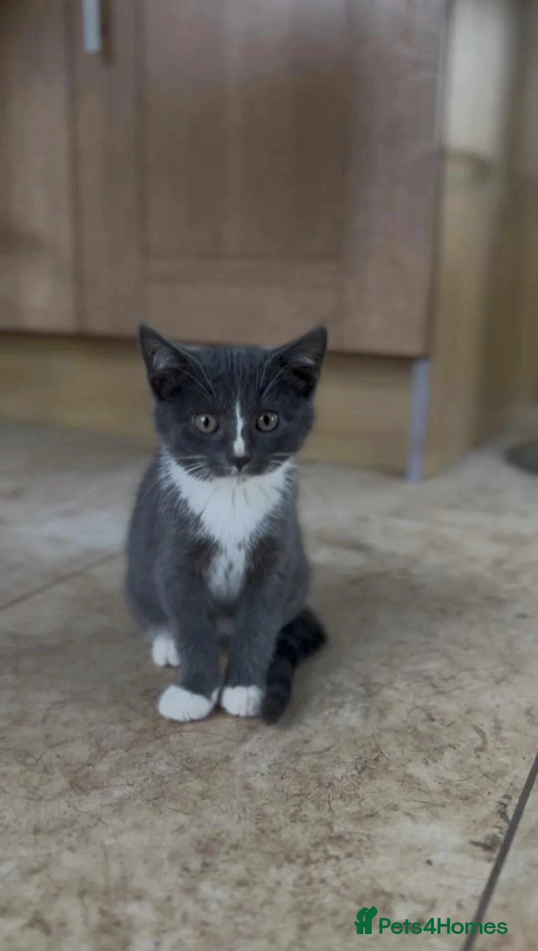 Mixed Breed cats for sale: 3 playful boys looking for a new home.  in Linlithgow - Advert 2