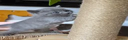 British Shorthair cats for sale: Adorable British Shorthair Kittens–2 Boys &2 Girls - Advert 9