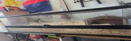 Python Snake reptiles for sale: Albino hognose and full 3 ft viv set up  in Colchester - Advert 5