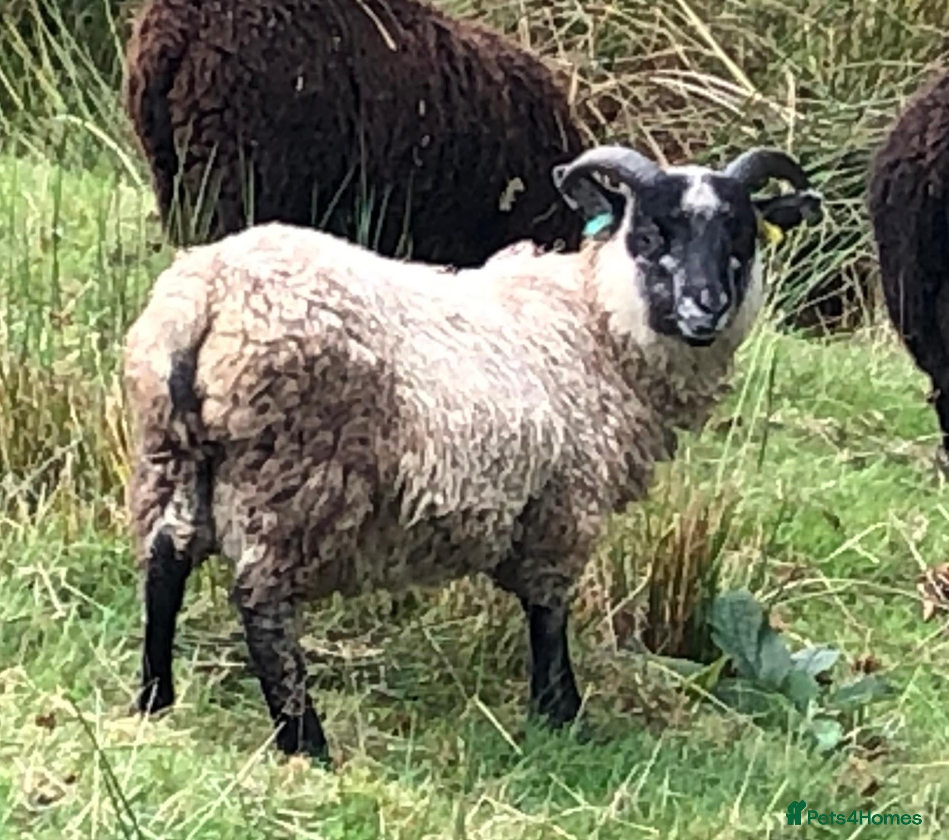Sheep livestock Rare patterns pedigree Shetland tup lamb - Advert 1