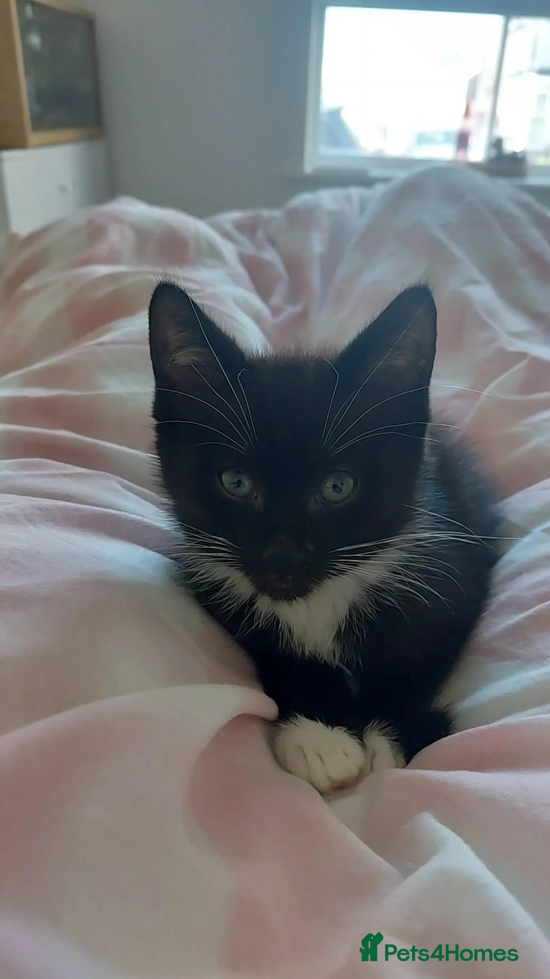 Ragdoll cats for sale: 12 week old ragdoll kittens  in Newquay - Advert 2