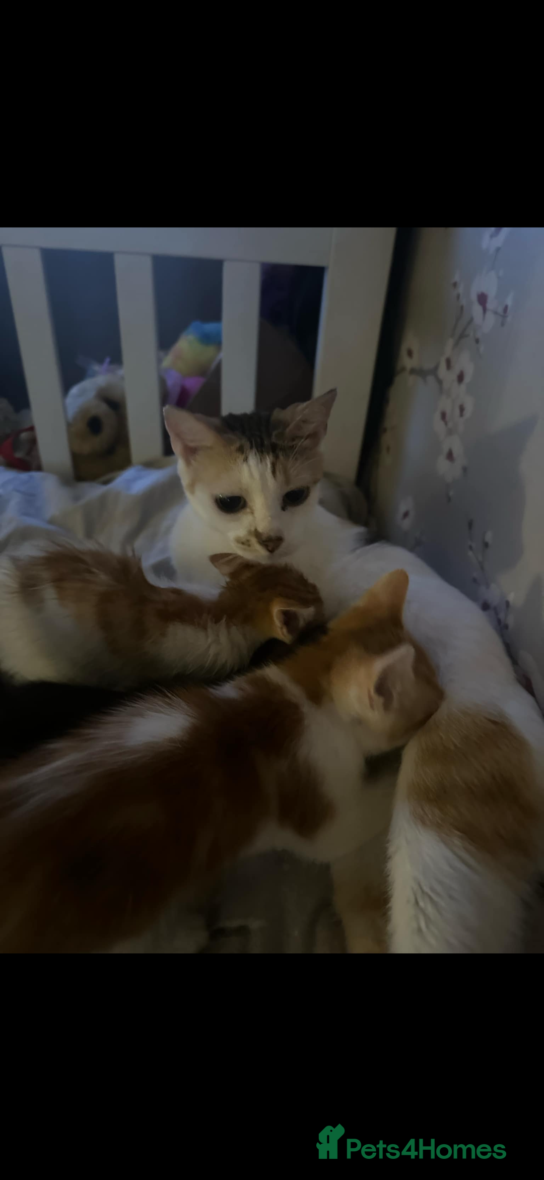 Mixed Breed cats for sale: 6 mixed kittens - Image 12