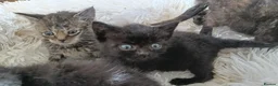 Domestic Shorthair cats for sale: Knowledgeable homes required- orphan kittens - Advert 5