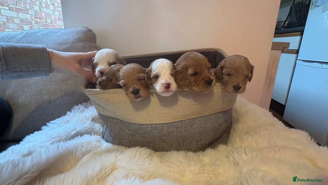 Cockapoo dogs for sale: 🐾 Adorable F2 Cockapoo Puppies! 🐾 - Image 1