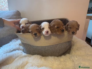 Cockapoo dogs - Advert 12