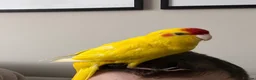 Parakeets birds for sale: 10-month-old Kakariki – Looking for a Loving Home in Birmingham - Advert 2