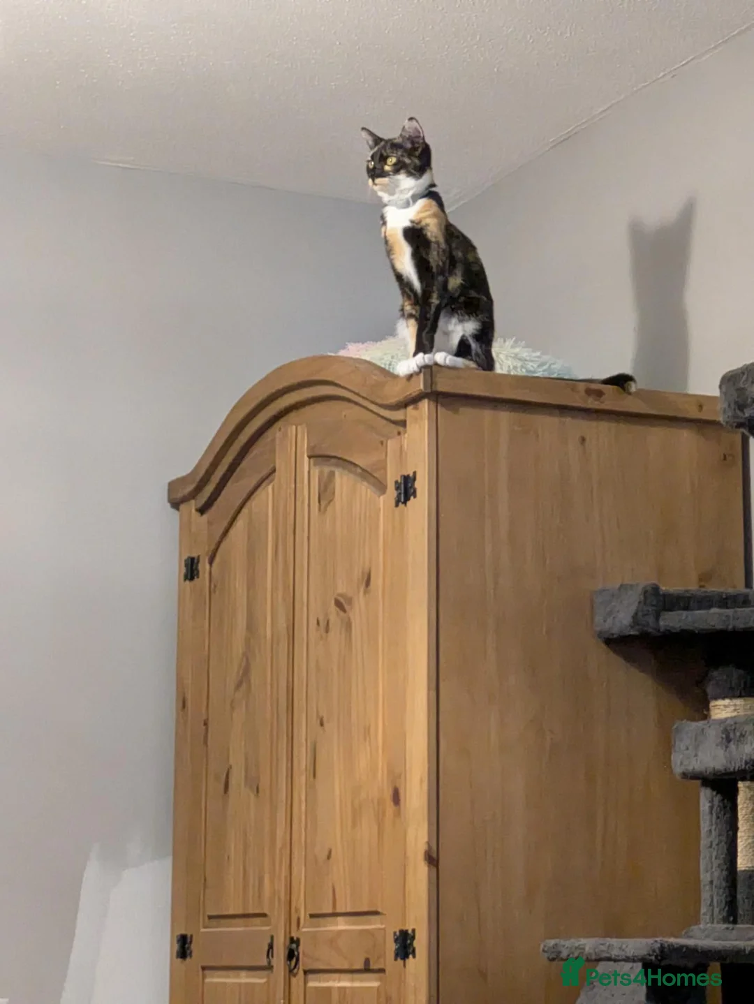 Mixed Breed cats for sale: Luna & twilight  in Alton - Advert 2