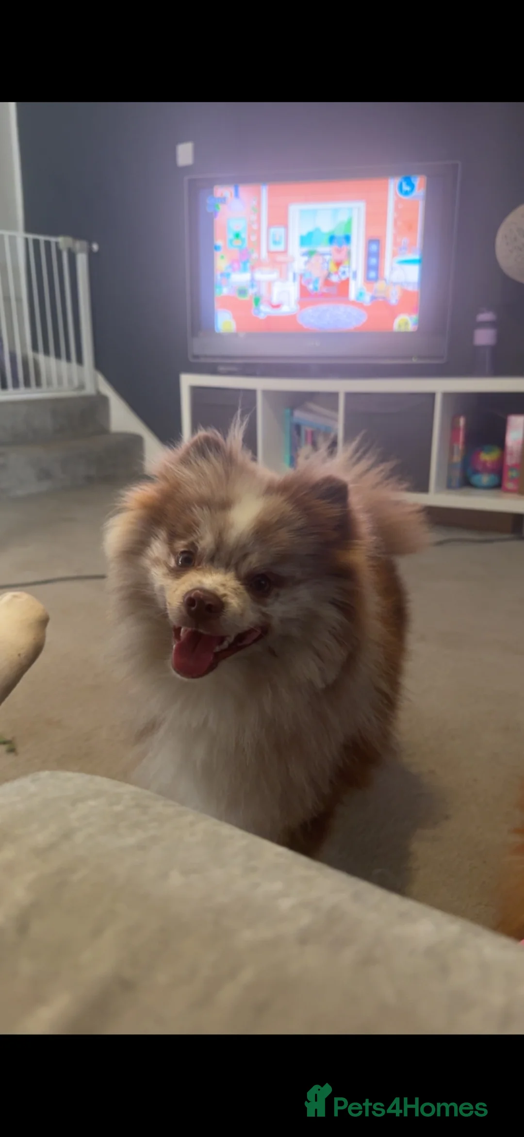 Pomeranian dogs for sale: 1 year old male Pomeranian - Advert 2