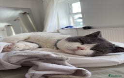 British Shorthair cats for sale: Re homing my two cats  - Image 8