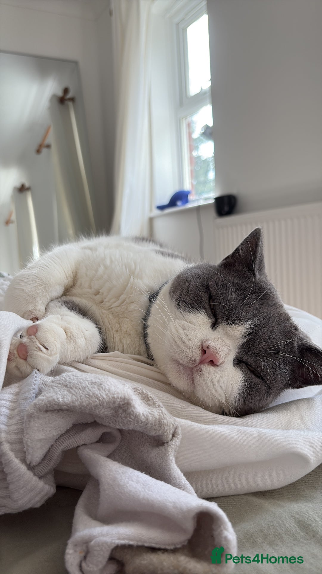 British Shorthair cats for sale: Re homing my two cats  - Image 8