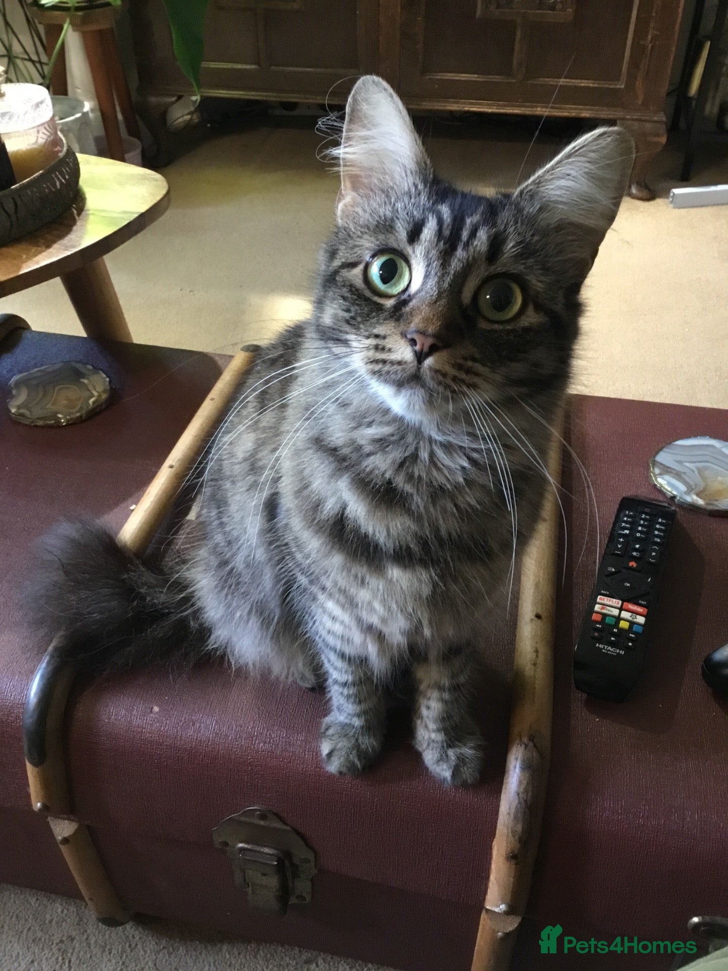 Mixed Breed cats 2 year old longhair female tabby cat. - Advert 2
