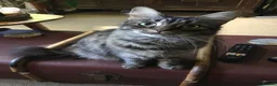 Mixed Breed cats for sale: 2 year old longhair female tabby cat. - Advert 1