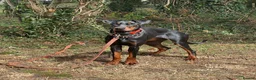 Dobermann dogs for sale: Juno is looking for her forever home.  - Advert 1
