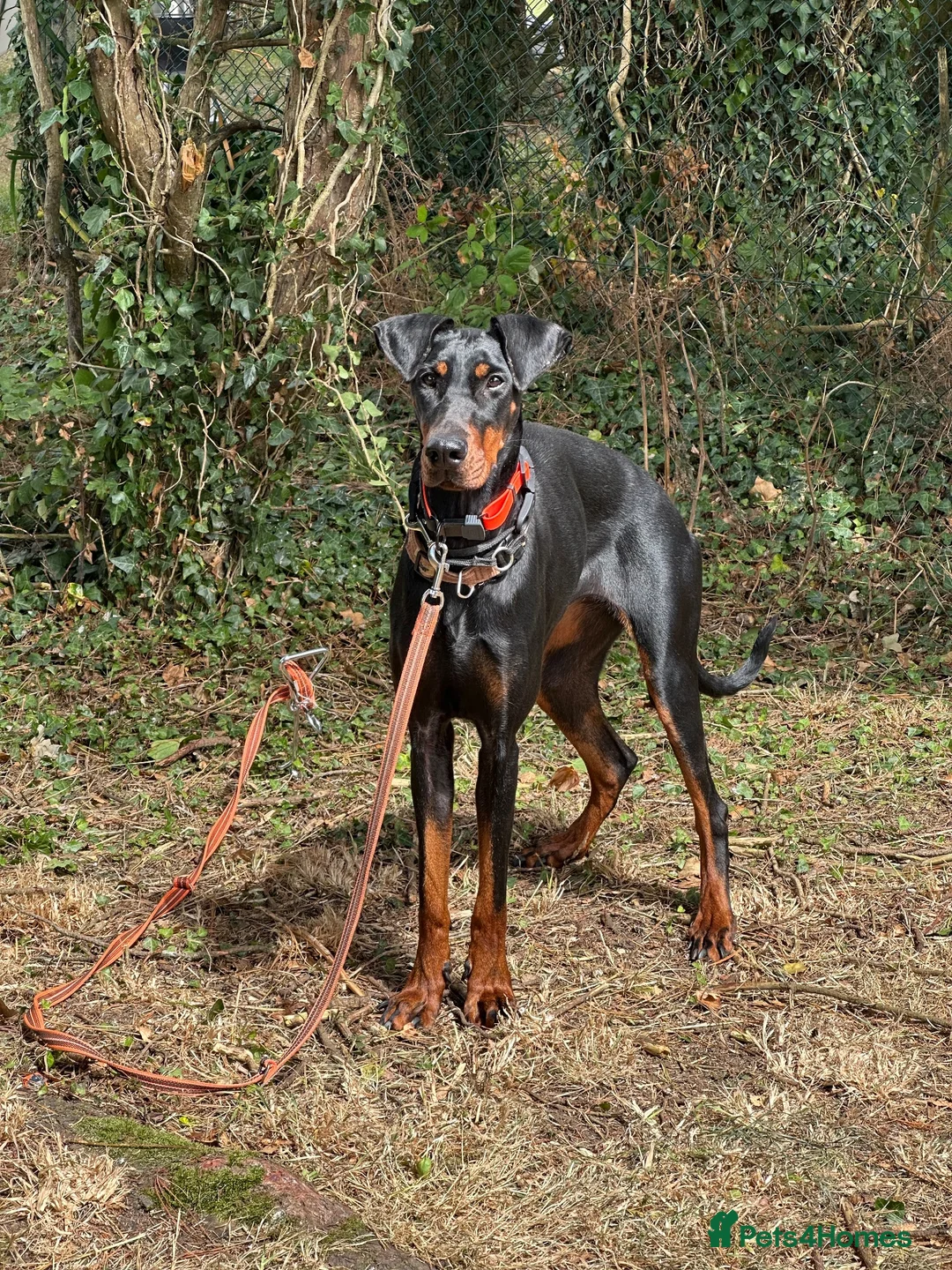 Dobermann dogs for sale: Juno is looking for her forever home.  - Advert 1