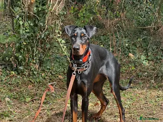 Dobermann dogs Juno is looking for her forever home. - Advert 1