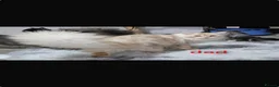 Maine Coon cats for sale: Amazing mainecoons. - Advert 27