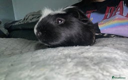 Guinea Pig rodents for sale: Two male boars  - Image 14