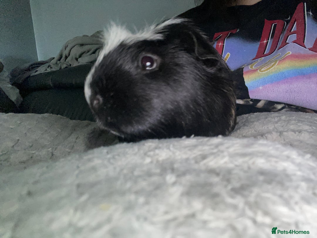 Guinea Pig rodents for sale: Two male boars  - Image 14