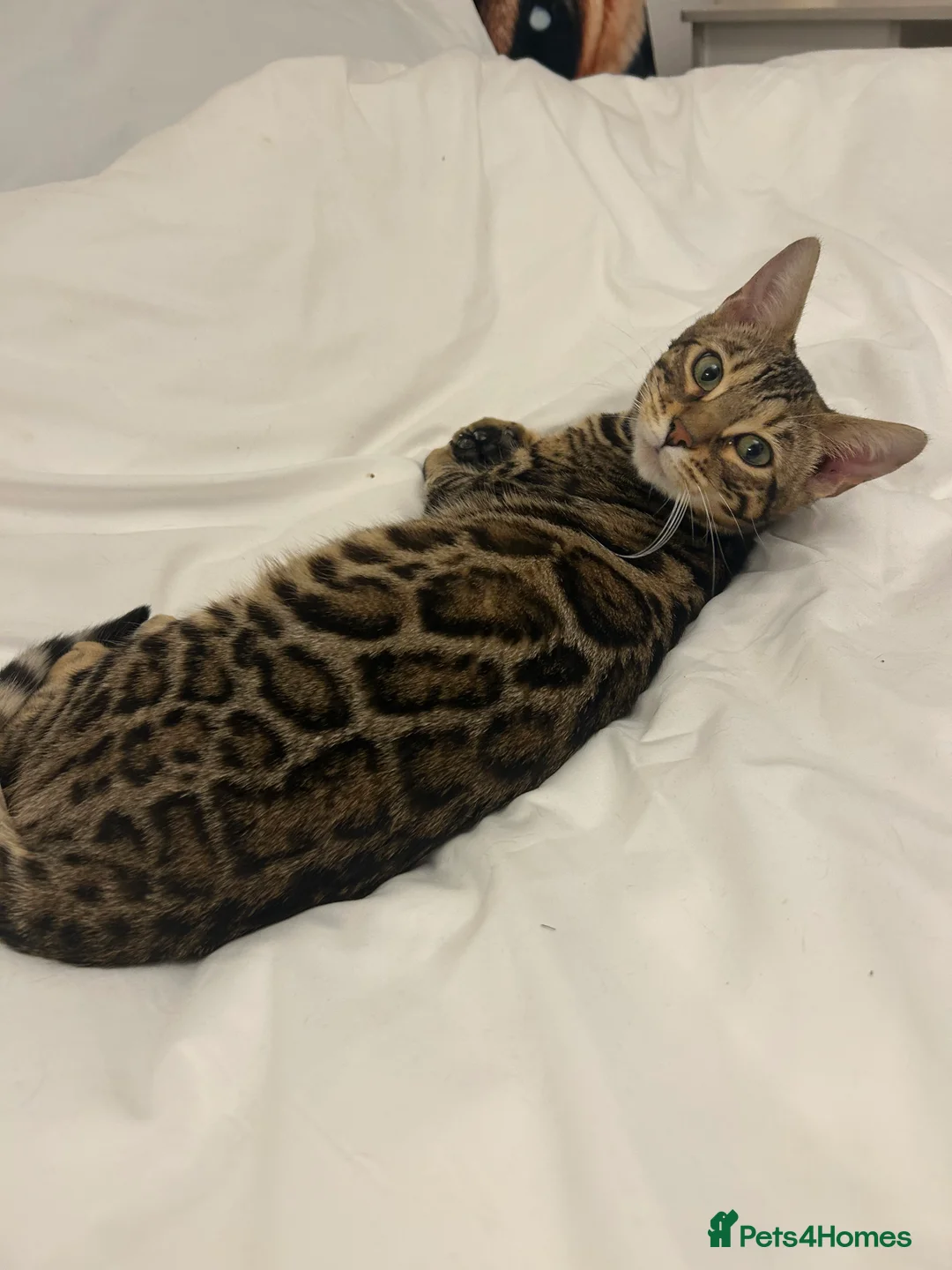 Bengal cats for sale: TICA stunning female Bengal  - Advert 2