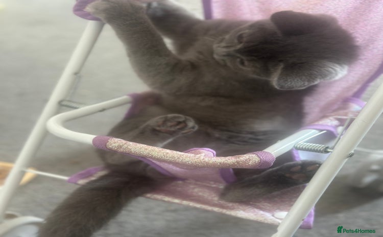British Shorthair cats - Advert 12