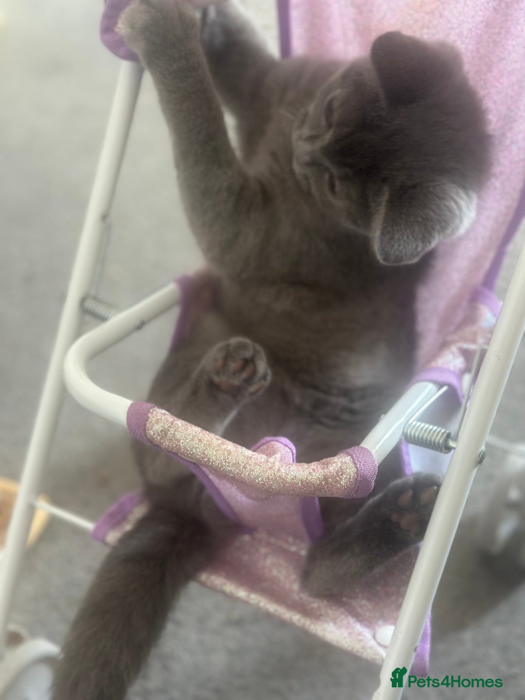 British Shorthair cats for sale: Grey (Blue) British ShortHair Male - Image 1