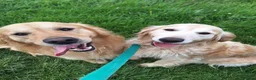 Golden Retriever dogs for sale: Golden Retriever KC Registered Puppies - Advert 2