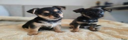 Mixed Breed dogs for sale: Adorable Chihuahua x Prague Ratter Puppies - Advert 6