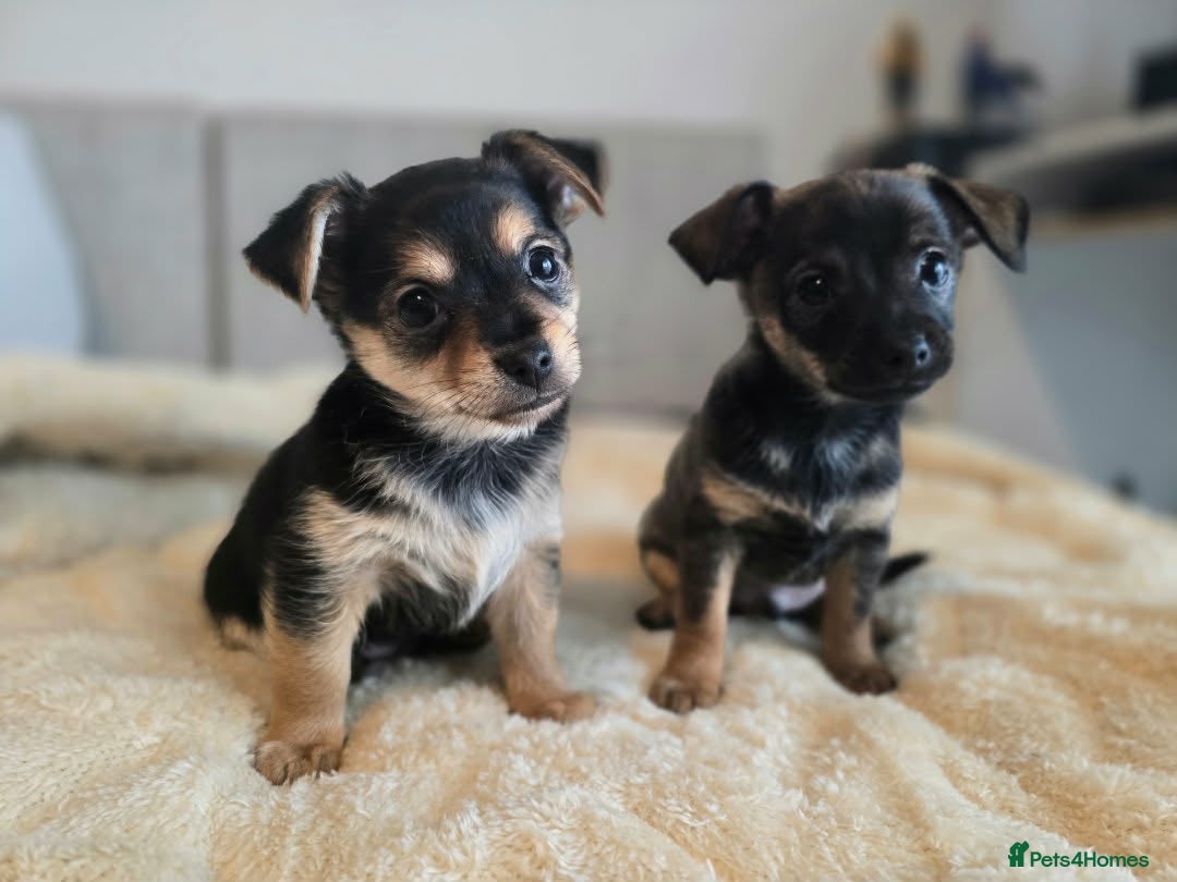 Mixed Breed dogs for sale: Adorable Chihuahua x Prague Ratter Puppies - Advert 6