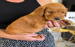Golden Retriever dogs for sale: Dark Working Golden Retriever puppies  - Image 18