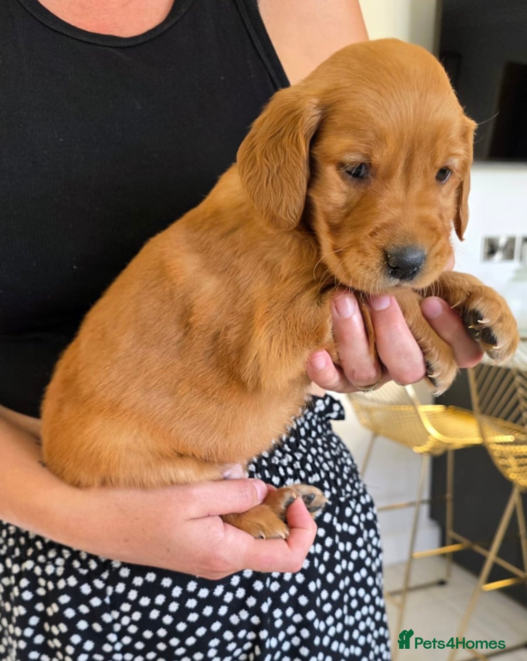 Golden Retriever dogs for sale: Dark Working Golden Retriever puppies  - Image 18
