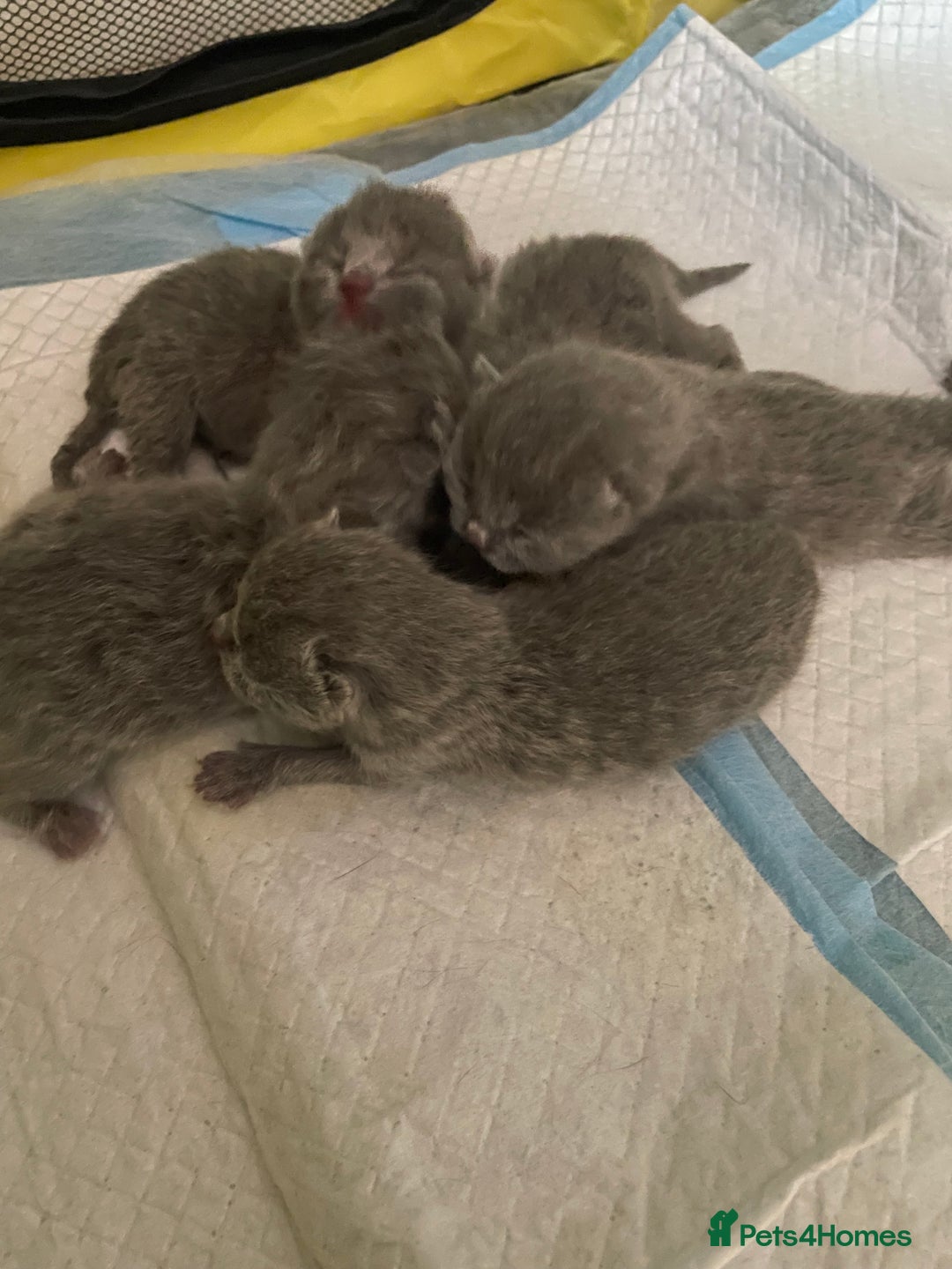 British Shorthair cats for sale: Stunning pure bred BSH kittens - Advert 2
