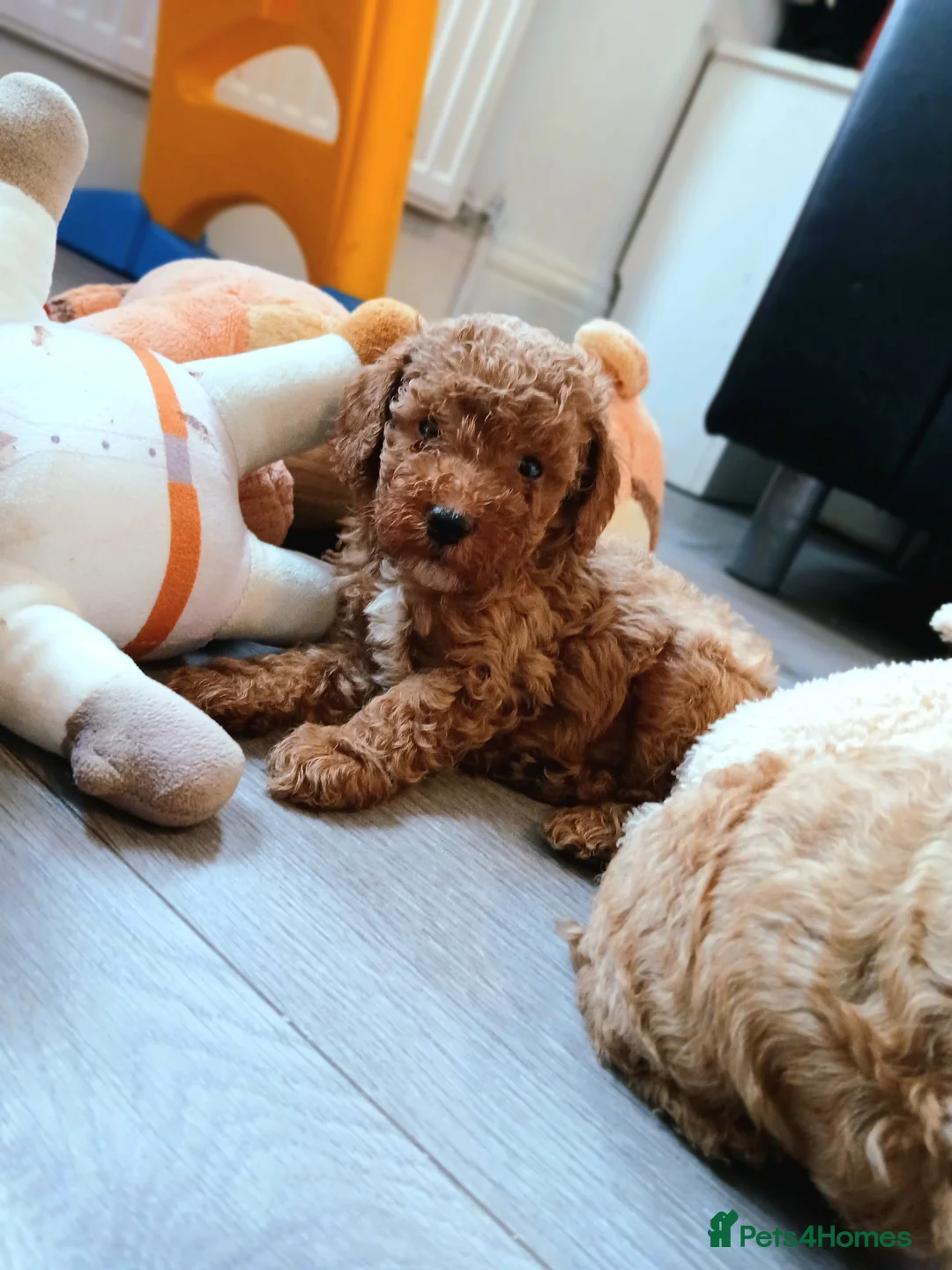 Maltipoo dogs for sale: 🐶 Beautiful F1B Maltipoo Puppies Available 🐶 - Advert 1