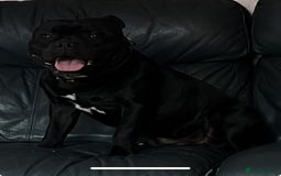 Staffordshire Bull Terrier dogs for stud: Stud dutys only has been proven - Image 5