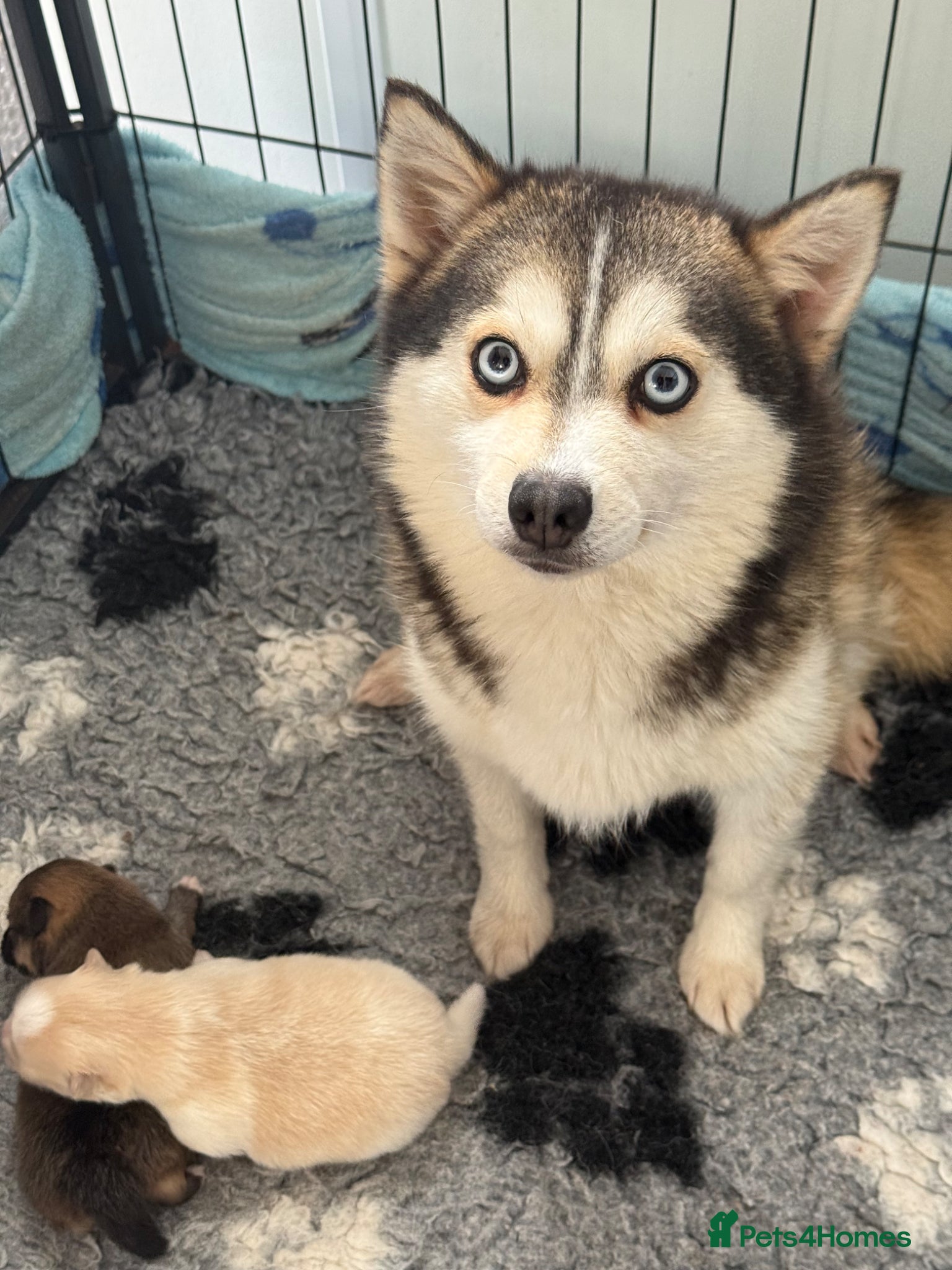 Pomsky dogs Stunning  **  Pomsky Boy - Advert 2