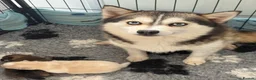 Pomsky dogs for sale: Stunning F1B Pomsky’s - Advert 9