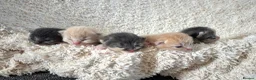 Siberian cats for sale: Beautiful Siberian Kittens-5 Boys-Hypoallergenic - Advert 16
