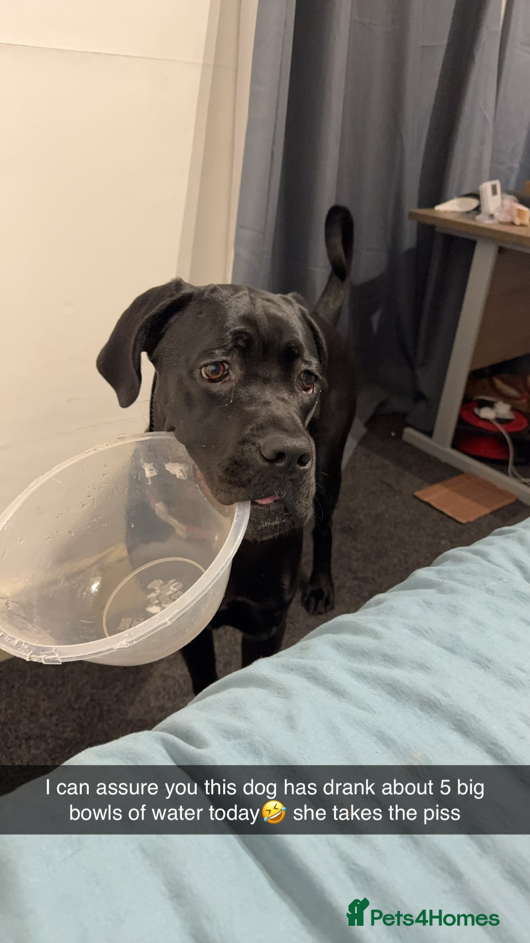 Cane Corso dogs for sale: 1.5 year old cane corso  - Advert 3