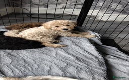 Poochon dogs for sale: Poochons💥 2 Beauties READY TO LEAVE NOW 💥  - Image 31