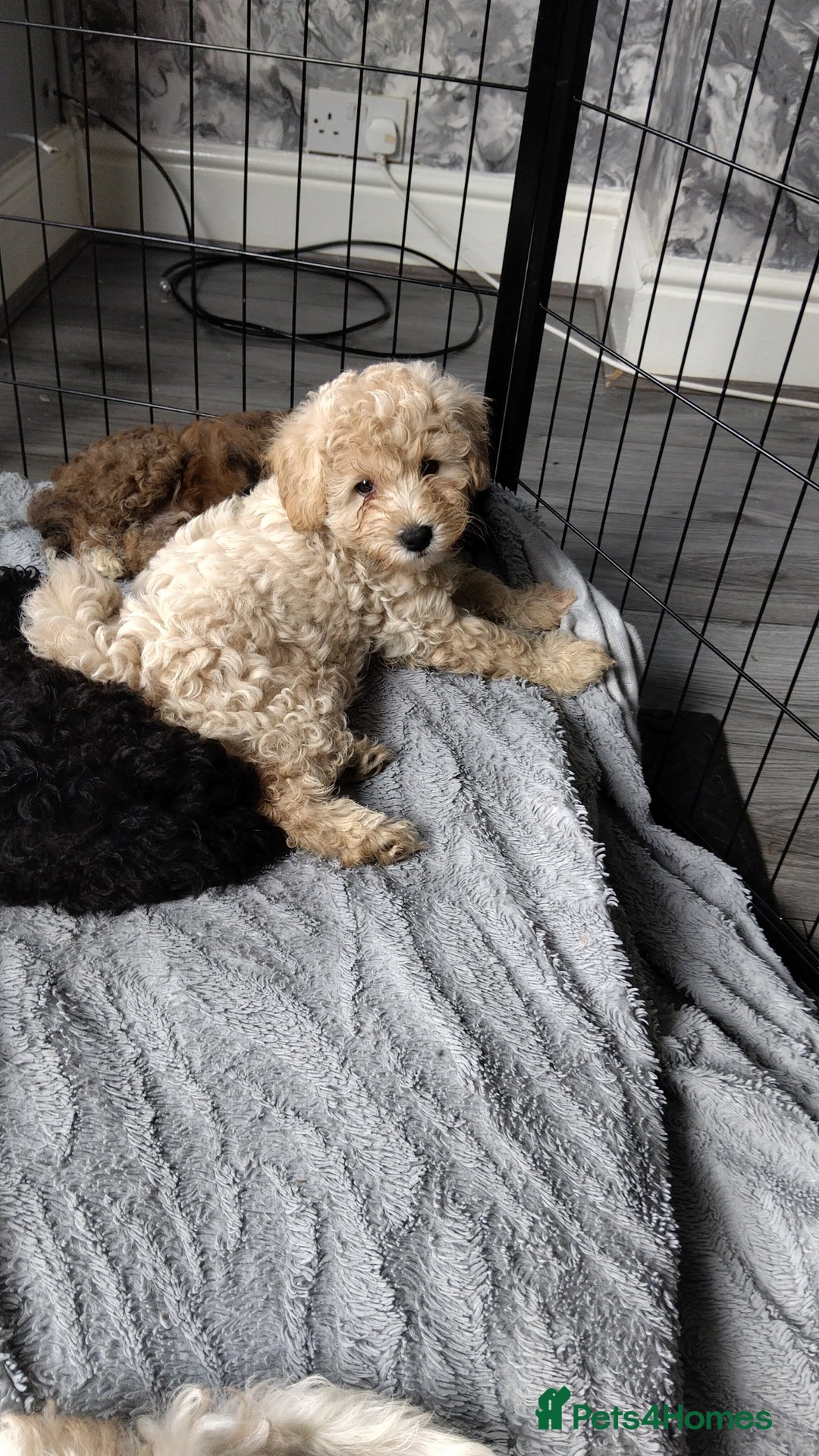 Poochon dogs for sale: Poochons💥 2 Beauties READY TO LEAVE NOW 💥  - Image 31