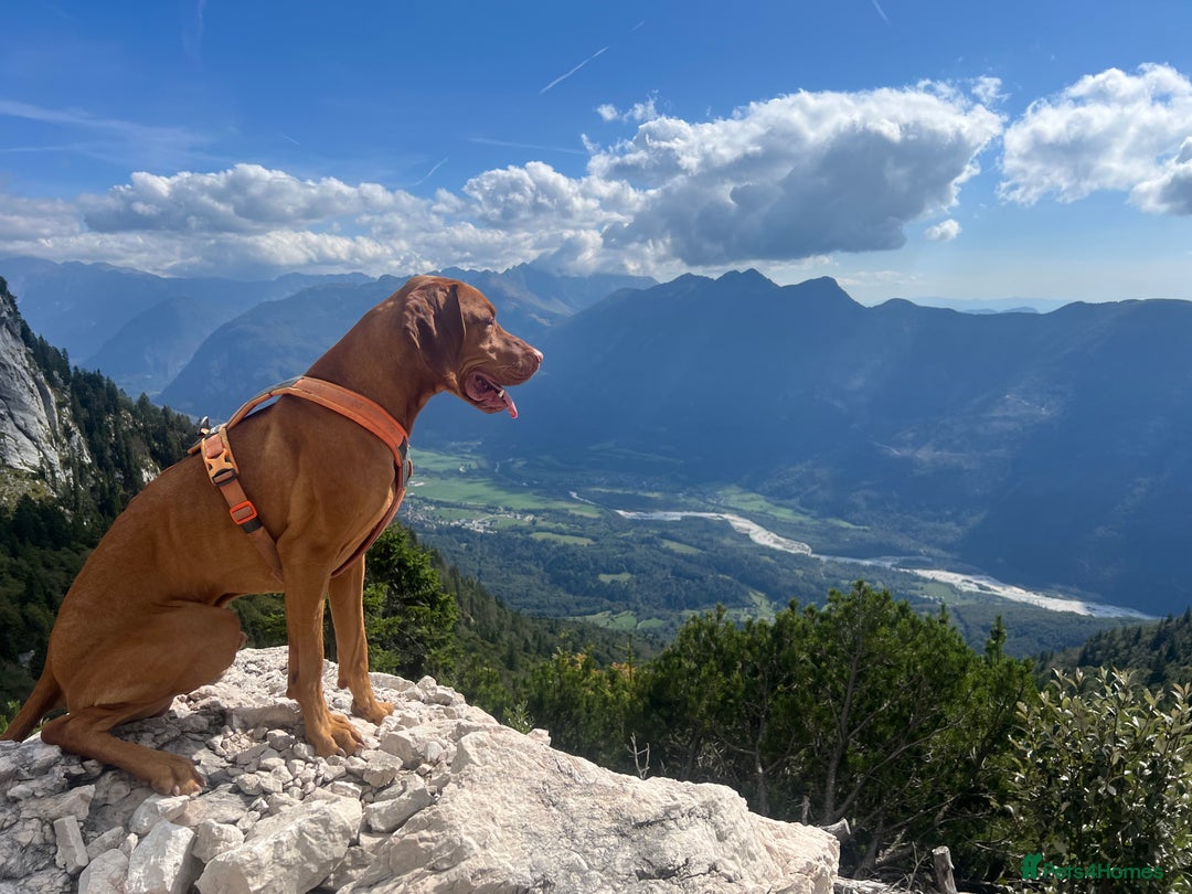 Hungarian Vizsla dogs for stud:   *Proven Stud* Son of Hungarian Grand Champion in Workington - Image 10