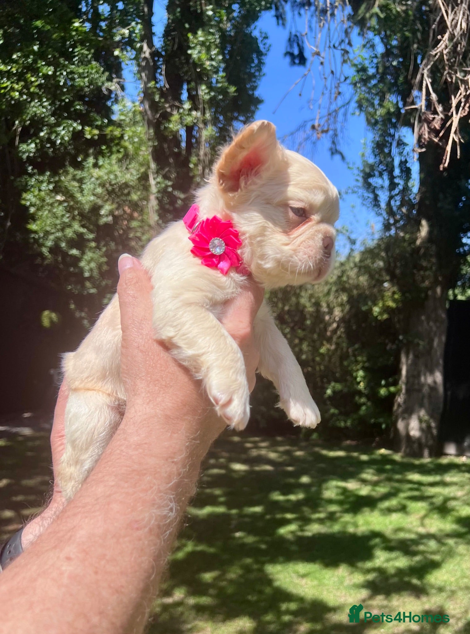 French Bulldog dogs BEAUTIFUL FLUFFY FRENCH BULLDOG PUPPIES - Advert 1