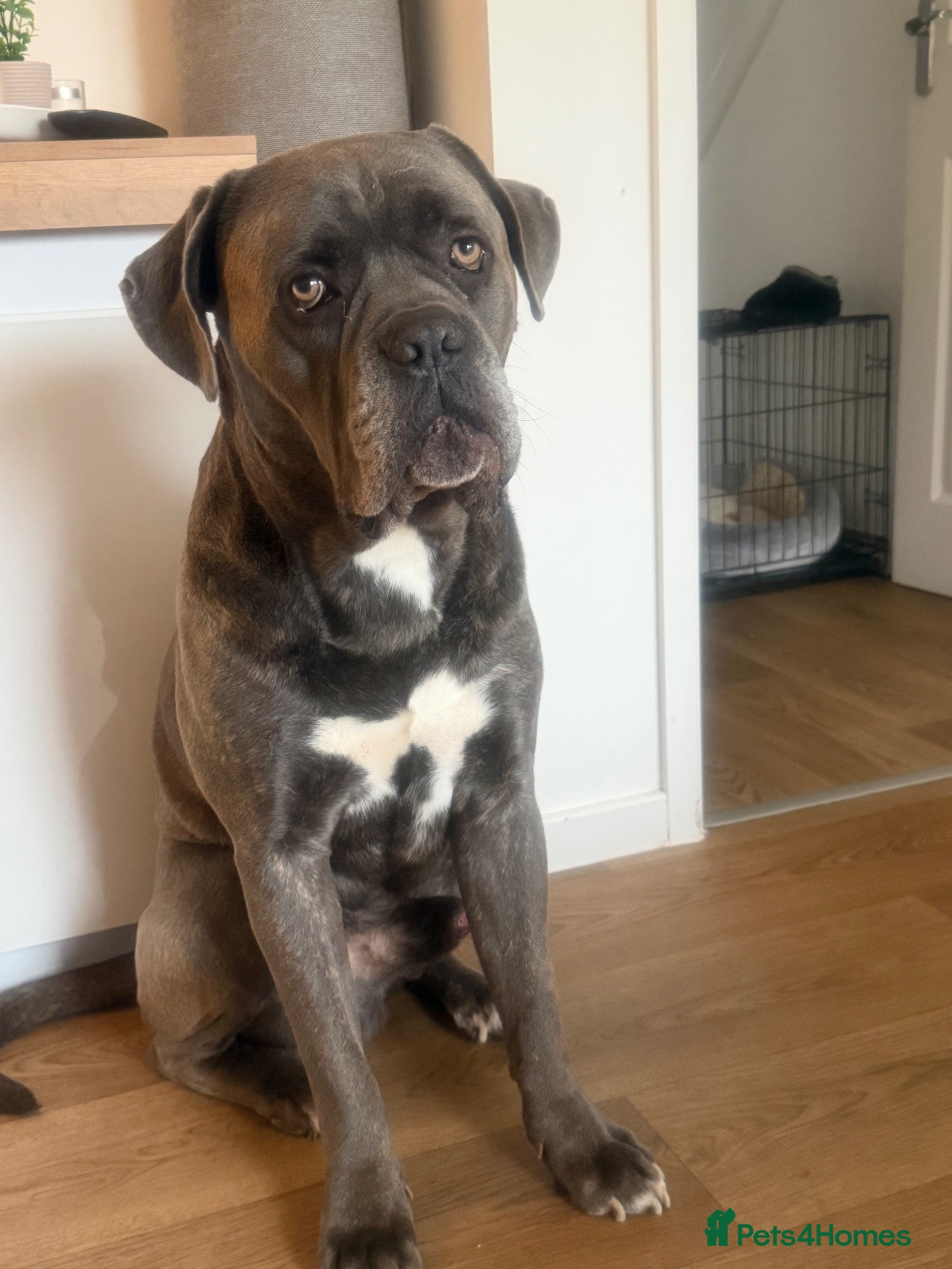 Cane Corso dogs for sale: CANE CORSO Male 5 Years  - Advert 2