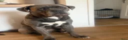 Cane Corso dogs for sale: CANE CORSO Male 5 Years  in Wantage - Advert 1