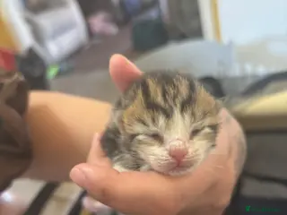 Mixed Breed cats Fluffy kittens - Advert 1