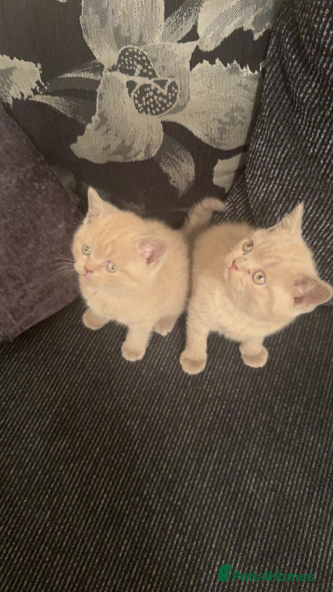 British Shorthair cats for sale: Lovely British shorthair Kitten  - Advert 5