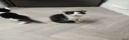 Mixed Breed cats for sale: 1 kittens left - Advert 4