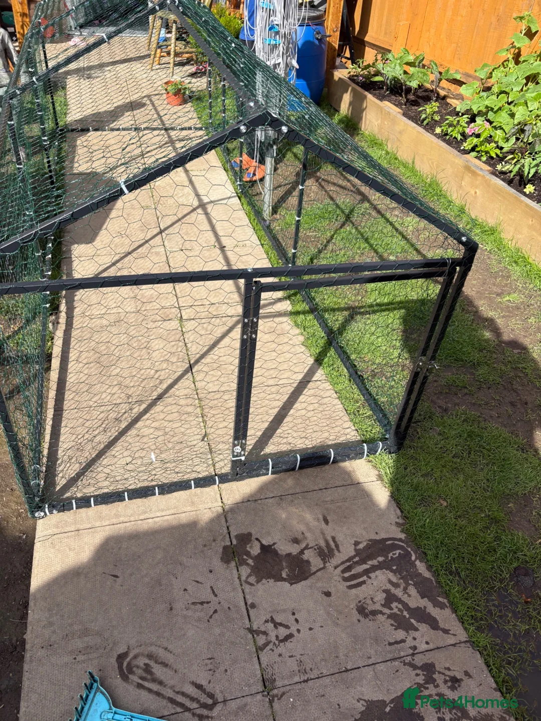 Mixed Breed rabbits for sale: Cage Rabbit/ hens/ any animal outside run  - Advert 2