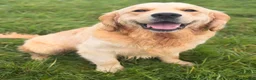 Golden Retriever dogs for stud: Exceptional Proven Stud - Advert 12